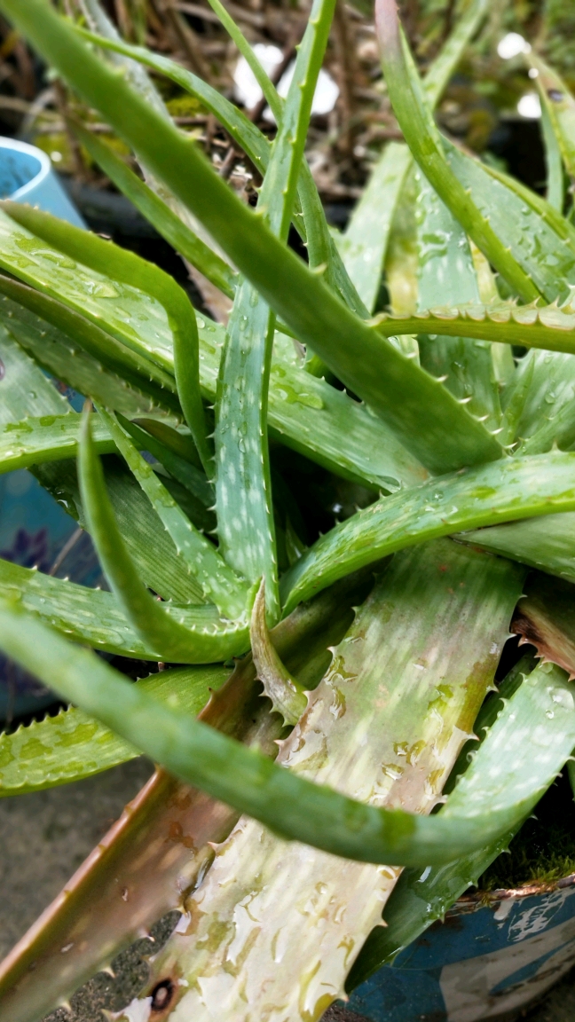 芦荟.天然烫伤药.