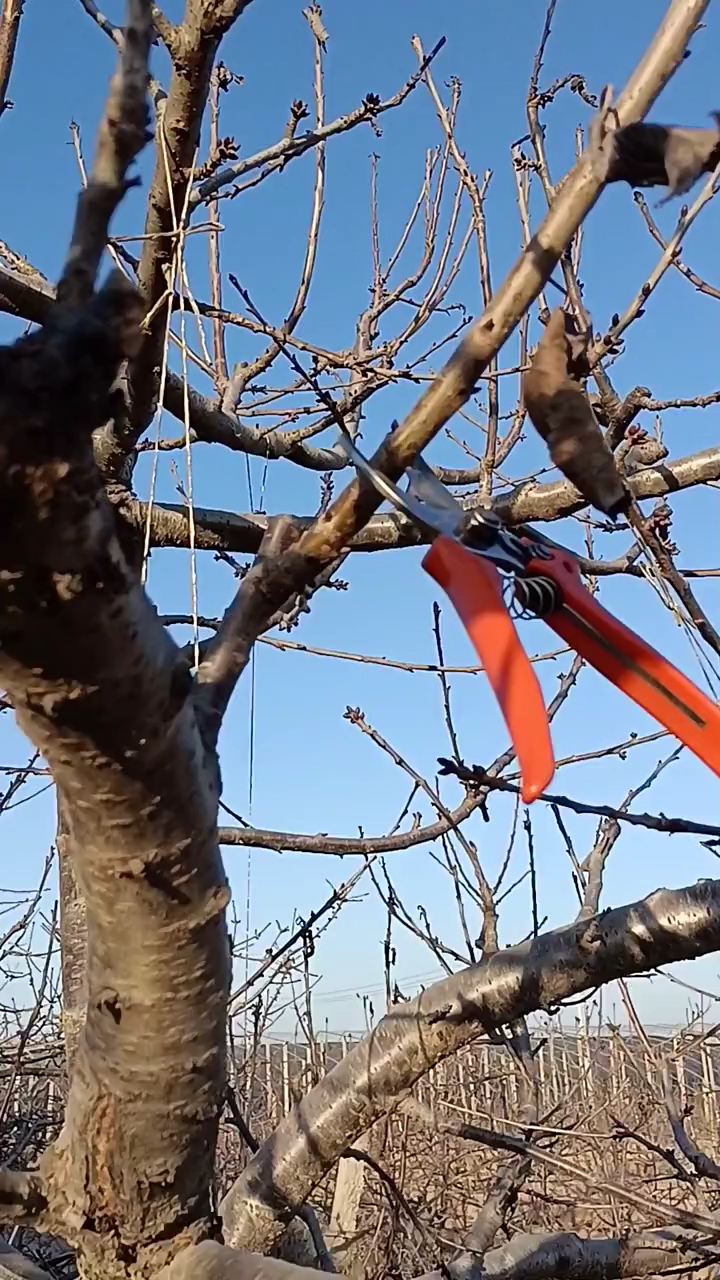 大樱桃这个背上枝摘心了,是一年枝?如何修剪