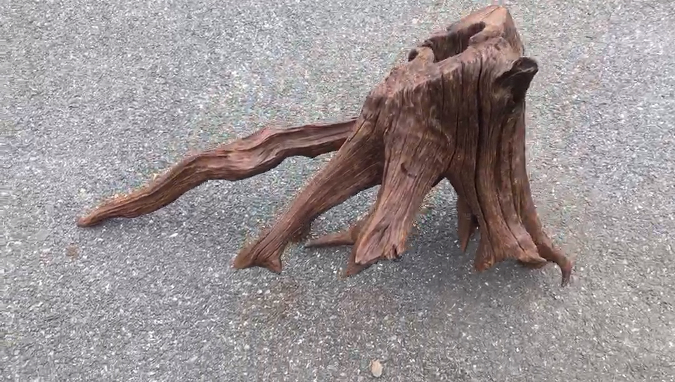 紫柚沉木一体树桩,水族造景的素材