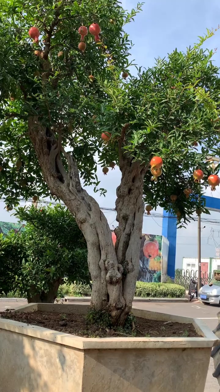 老桩石榴,寓意多子多福,耐寒耐旱南北方都可以栽植