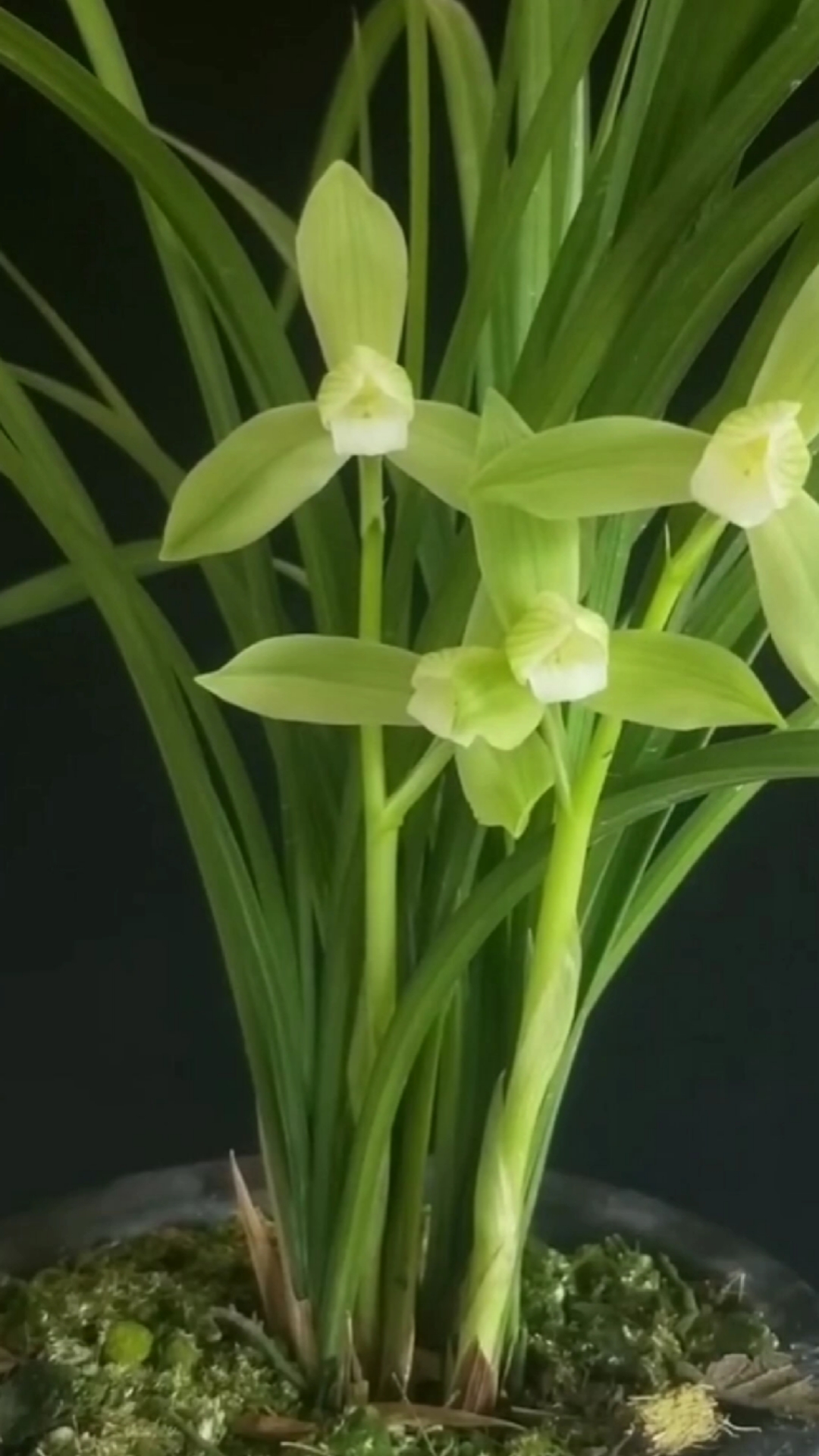 兰花#春剑大荷素