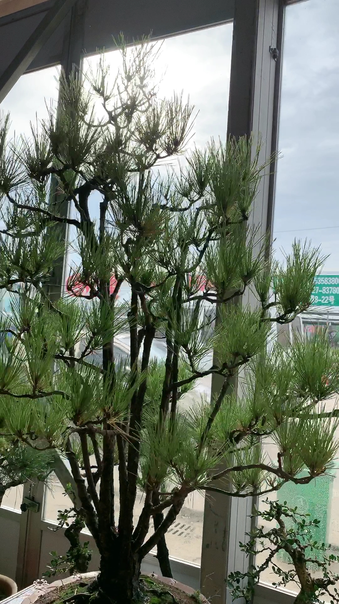 一本多杆黄山松
