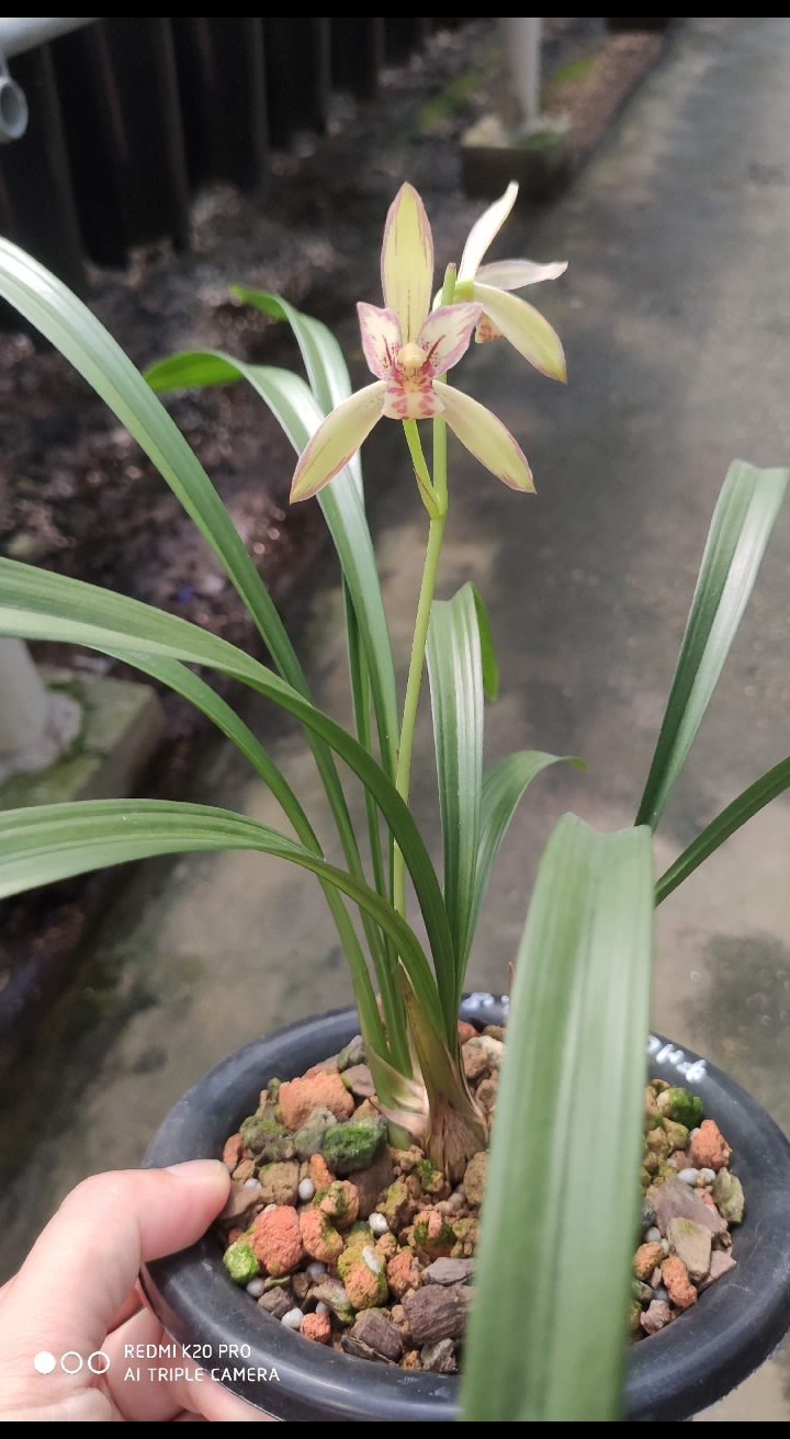 兰花#自然环境种植的建兰中华彩霞