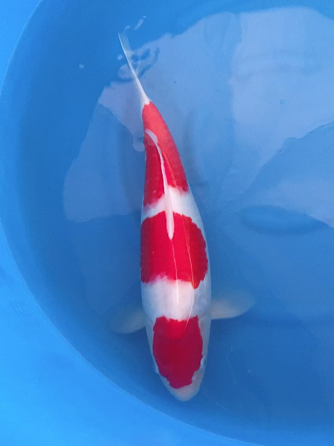 锦鲤#丸顶三段红白锦鲤