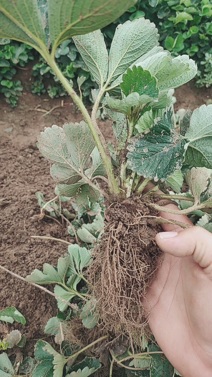 草莓苗基地#妙香7号草莓苗