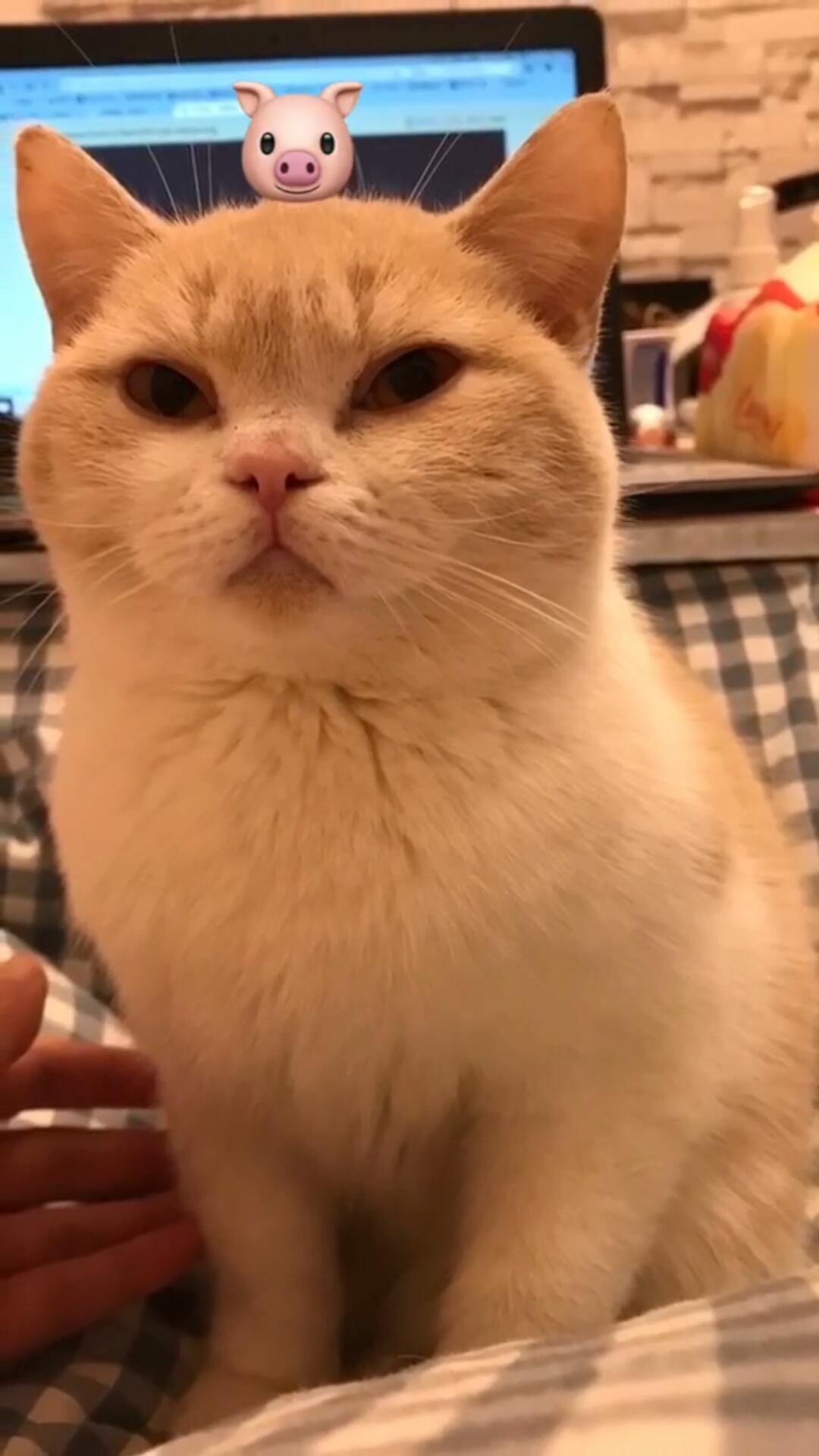 猫#嗨朋友,这只噬元兽你吸得动吗