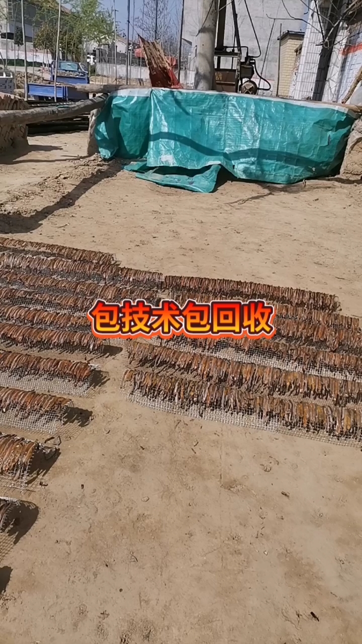 大家好,这个就是咱们的蚯蚓加工点,老家有蚯蚓资源的都可以做蚯蚓加工