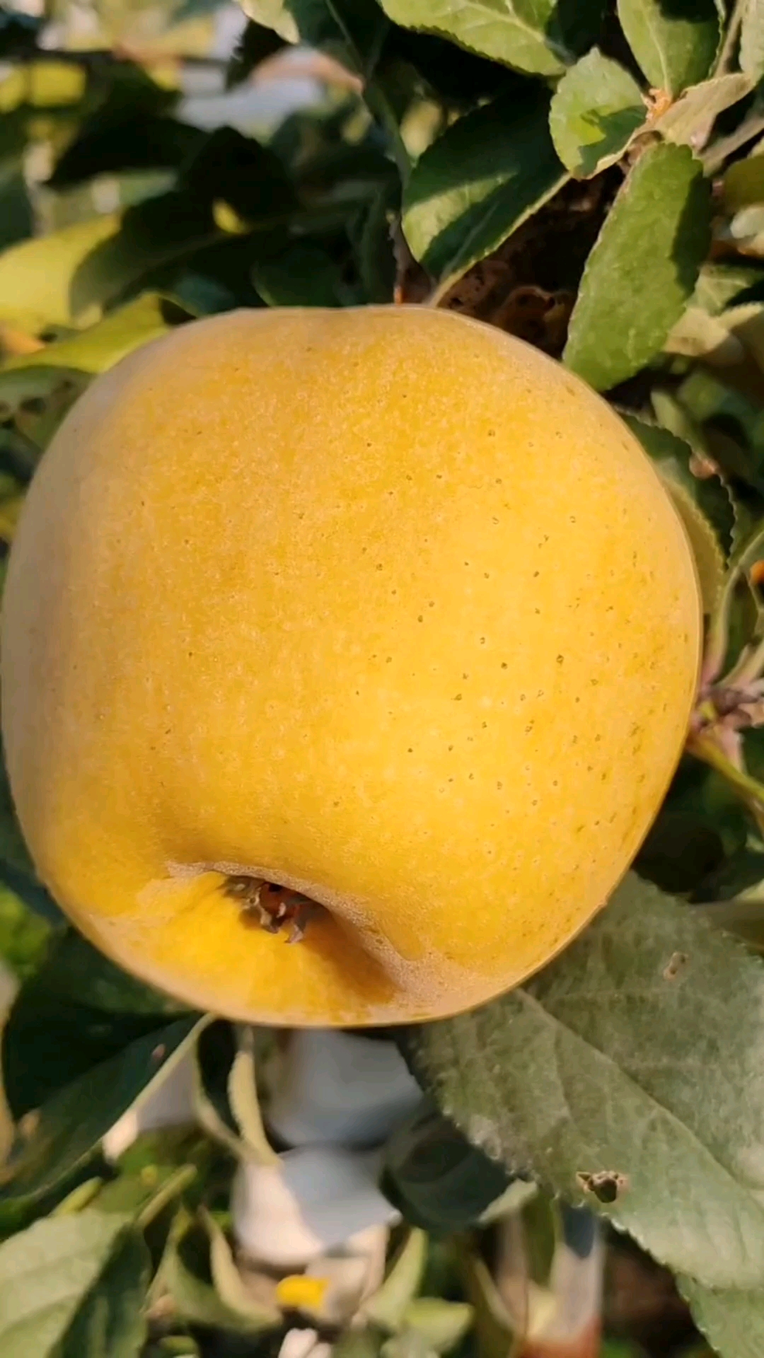 香妃苹果苗育苗基地秋后大量出圃