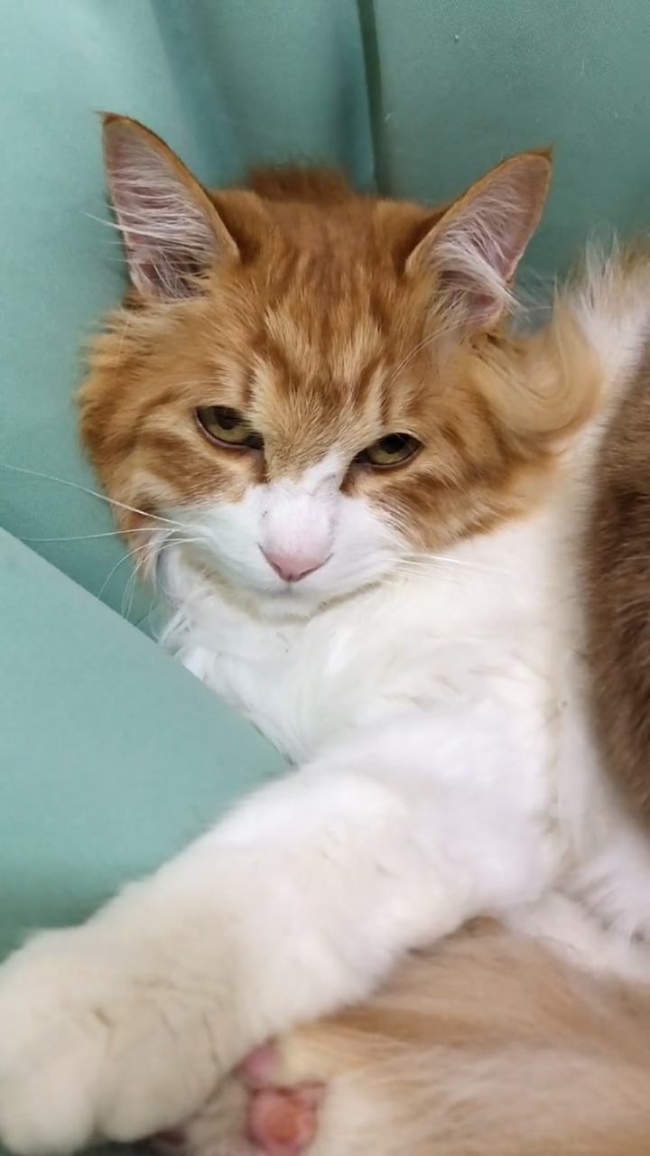 这无辜的眼神,太可爱了