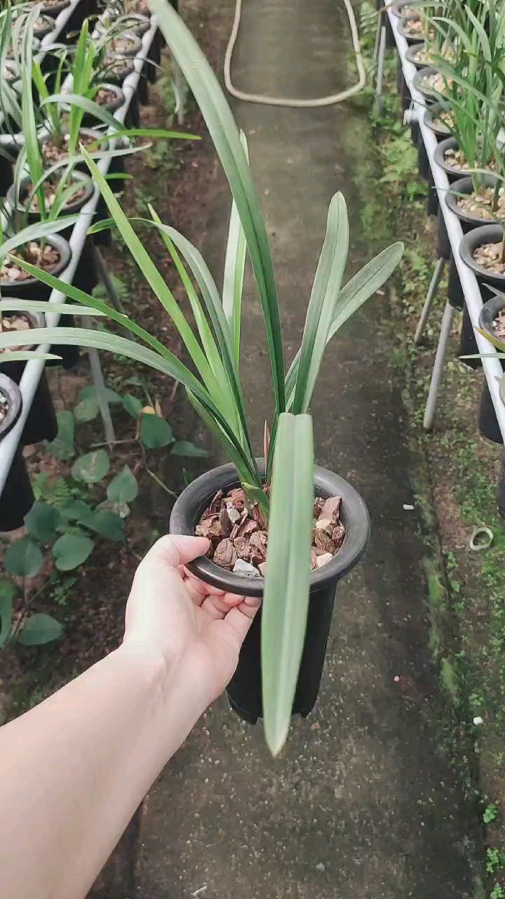 兰花小站#建兰水晶皇梅