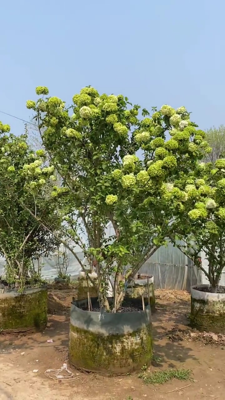 名贵花树中华木绣球,耐寒耐旱南北方都可以栽植