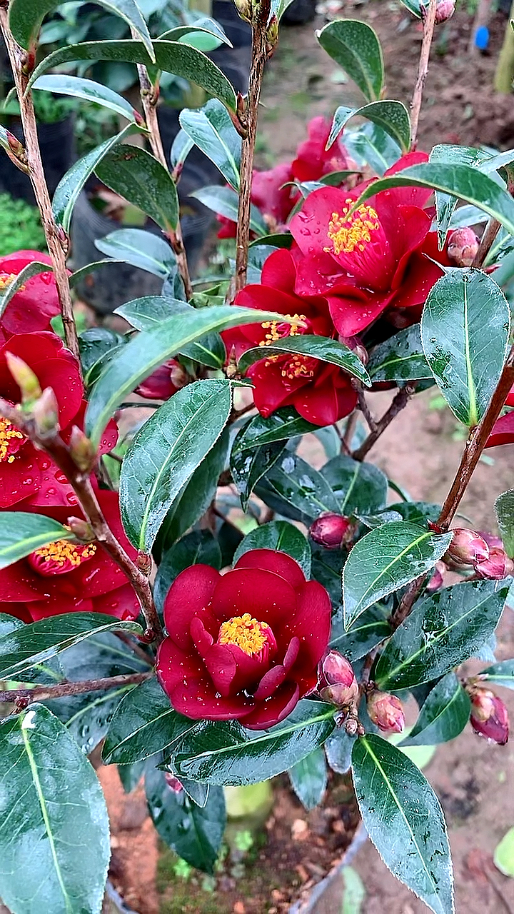 黑龙茶花介绍图片