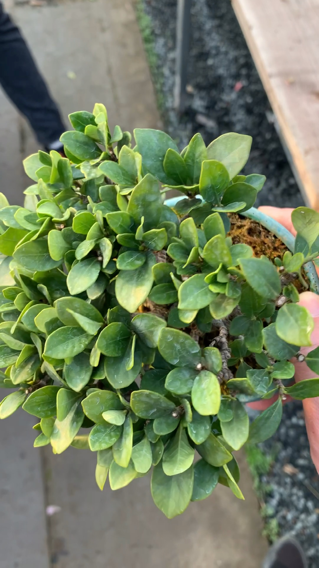 进口清誉栀子花盆景