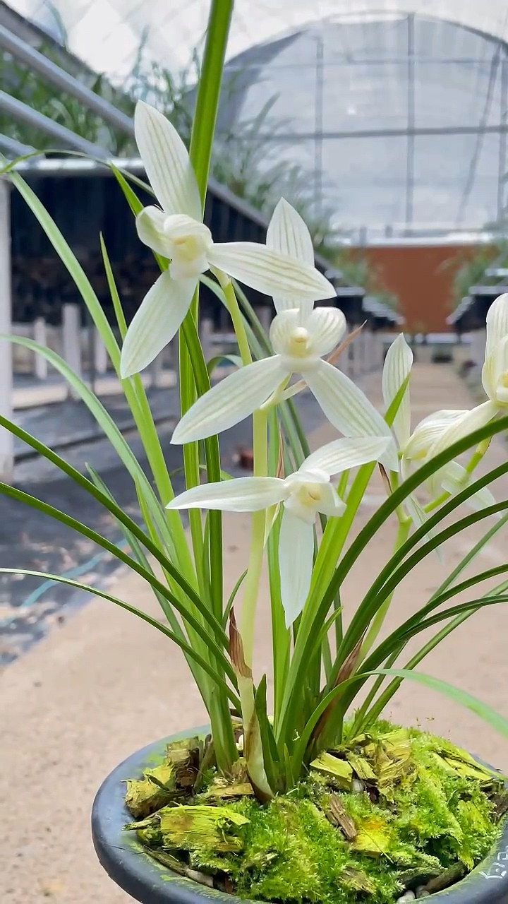 兰花#莲瓣兰白雪公主如期而至-度小视