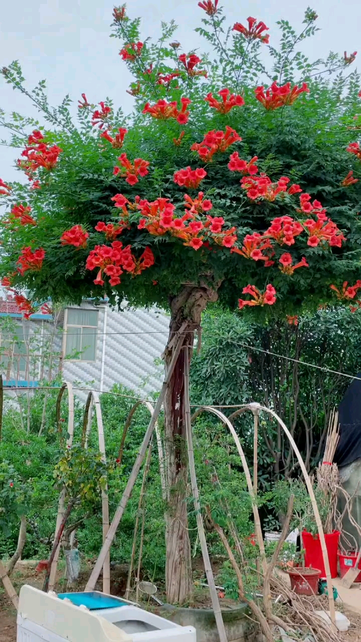 凌霄花爬藤能力强花开整个夏天耐寒耐旱南北方均可栽植