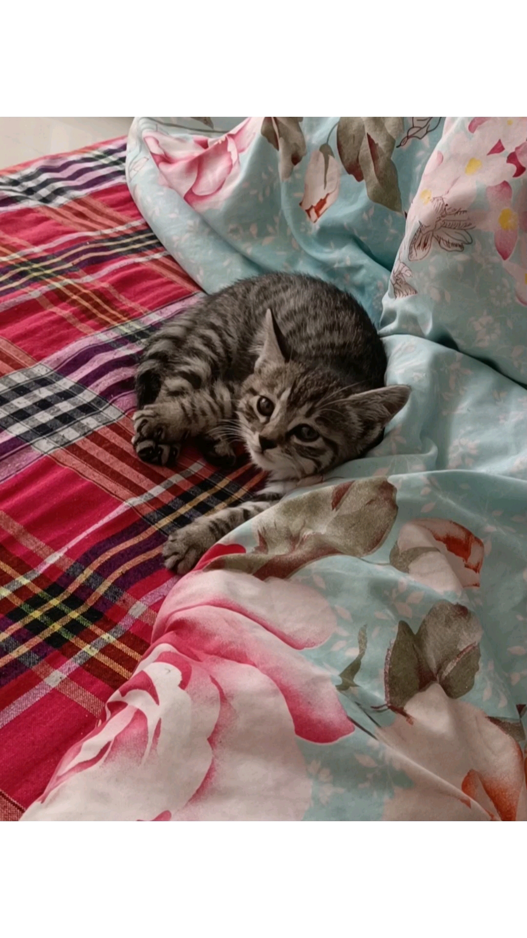 我家萌宠成精了#钟三猫和猫小四的成长历程