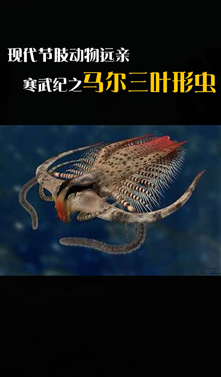 史前生物#史前生物马尔三叶形虫-度小视