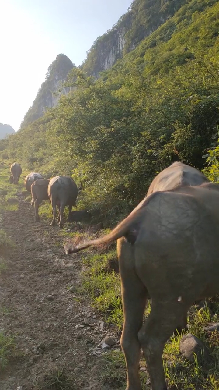 走在乡村的小路上,暮归的老牛是我同伴