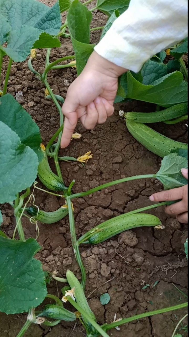 喜欢种菜又没时间的朋友就种爬满地黄瓜,不搭架只浇水,黄瓜结的一个