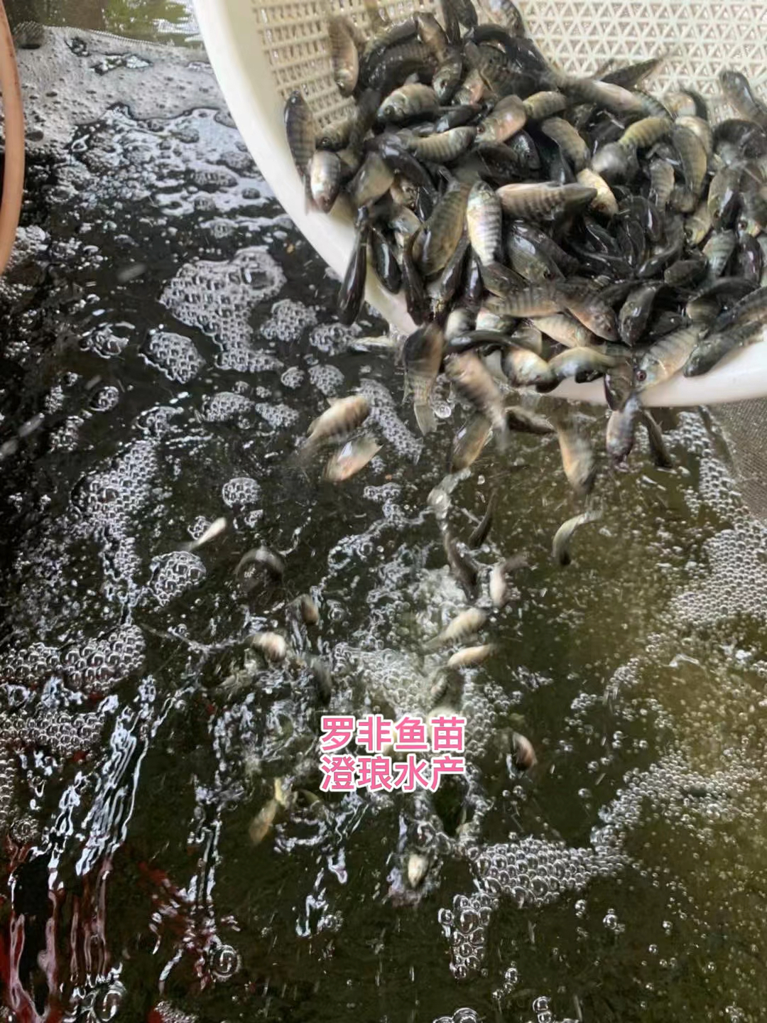 羅非魚苗海南一號脆肉羅非魚苗都有單性