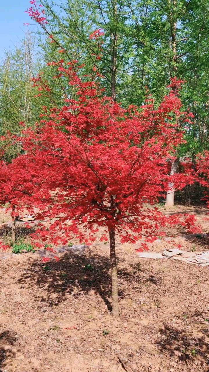 日本红枫风景树,红红火火,耐寒耐旱南北方都可以栽植