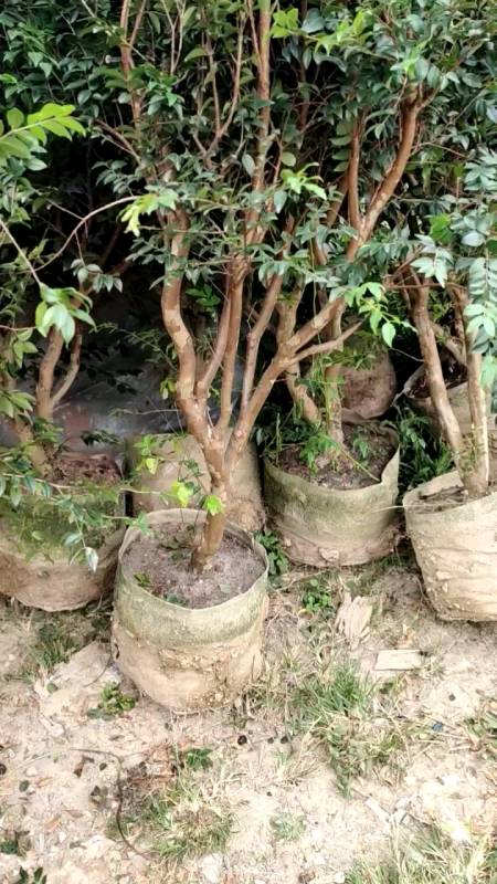 沙巴嘉宝果树苗发一车到广东佛山