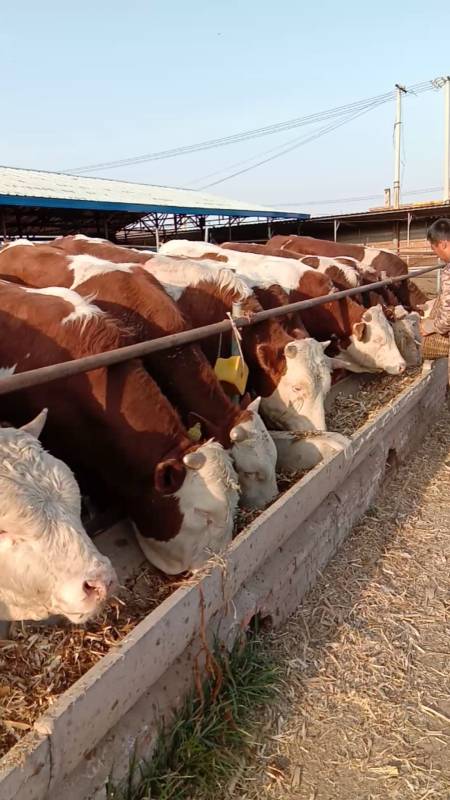 西门塔尔紫红花种公牛,有喜欢的双击加关注,出售大小肉牛