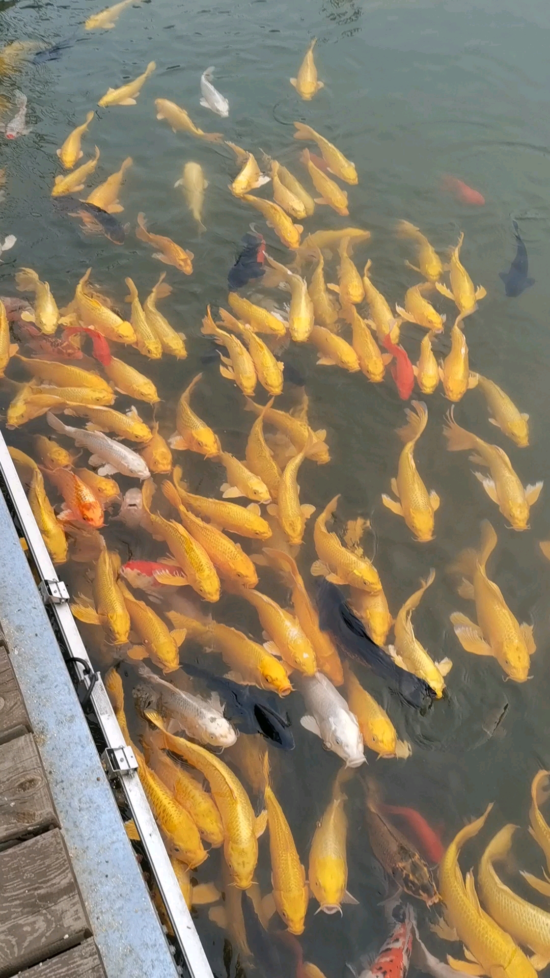 你好秋天#秋日鱼儿肥美!