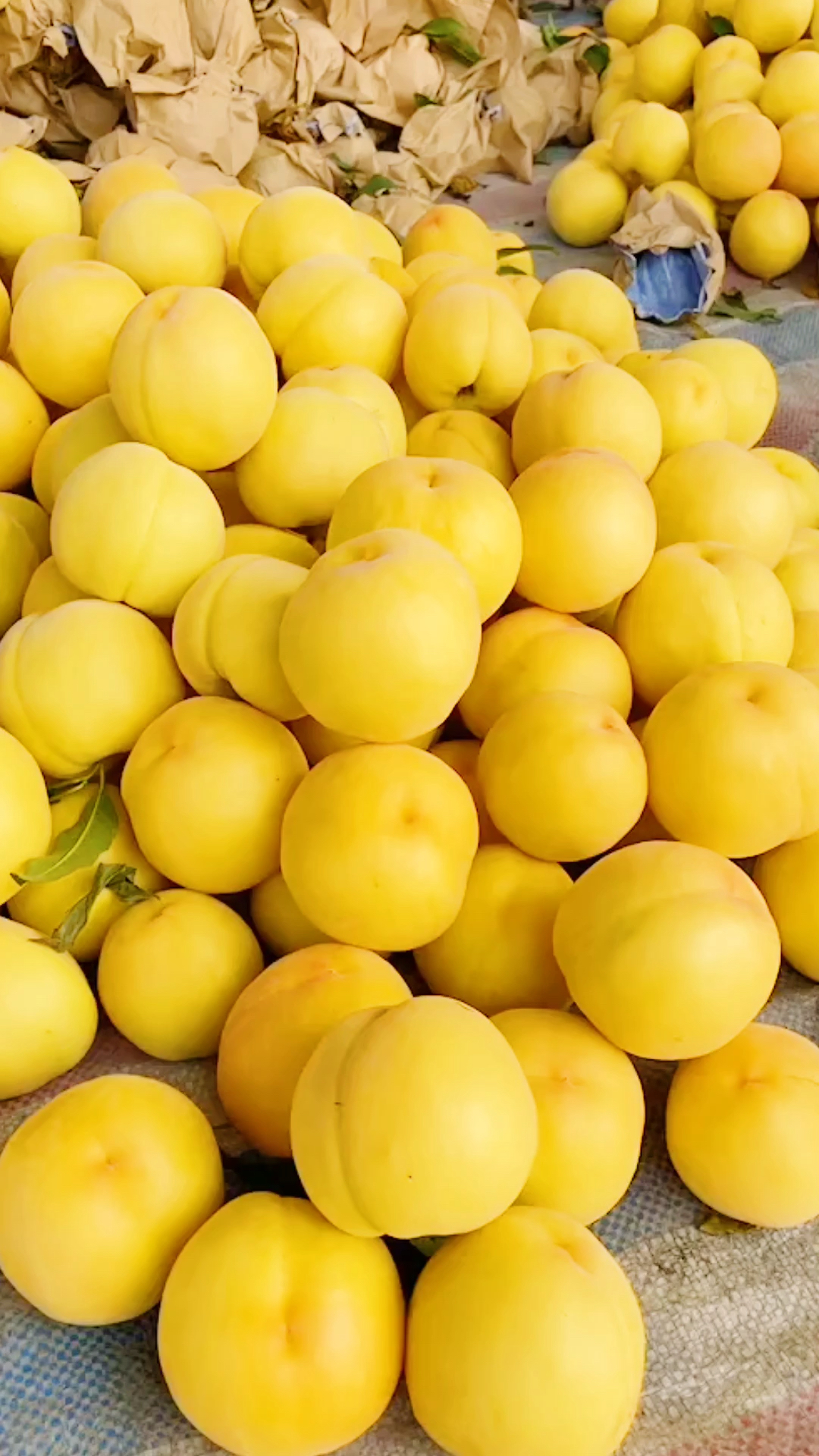 陕西金色黄桃黄金蜜桃成熟了