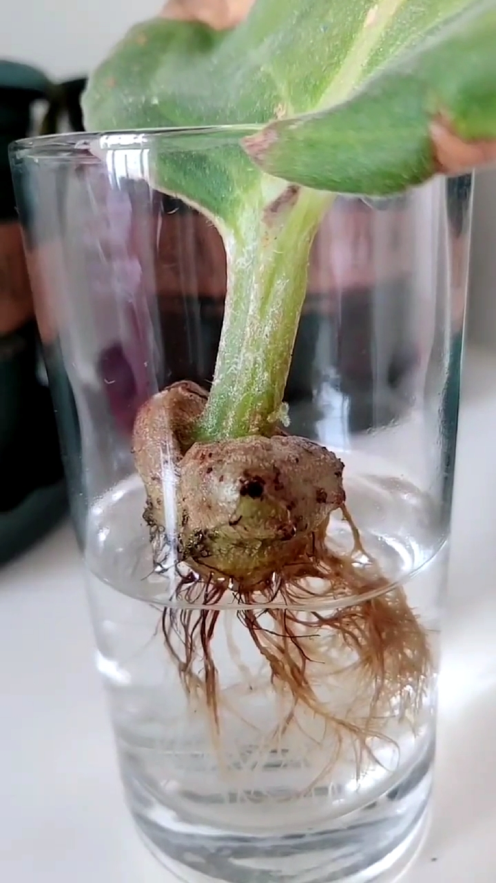芙蓉花叶片扦插上盆就死掉的原因原来是这样啊!