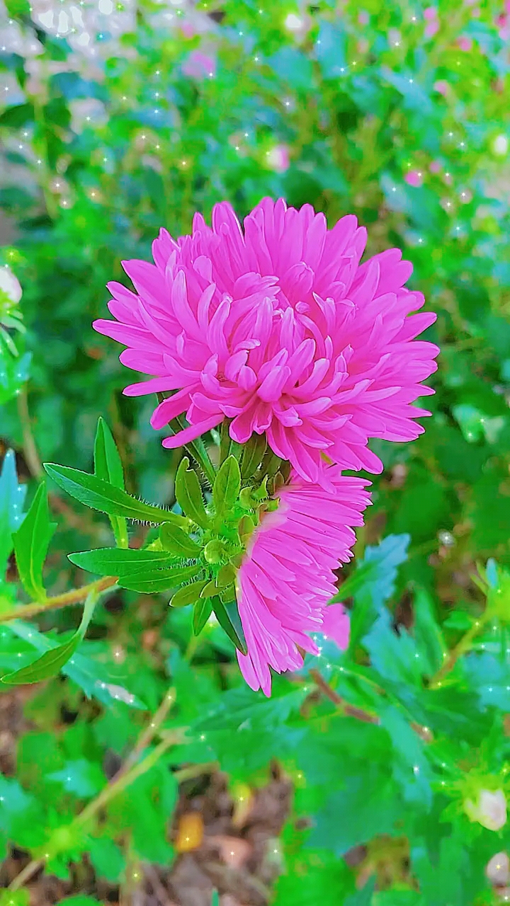 风语温柔花思浪漫愿你我喜乐知足随遇而安翠菊