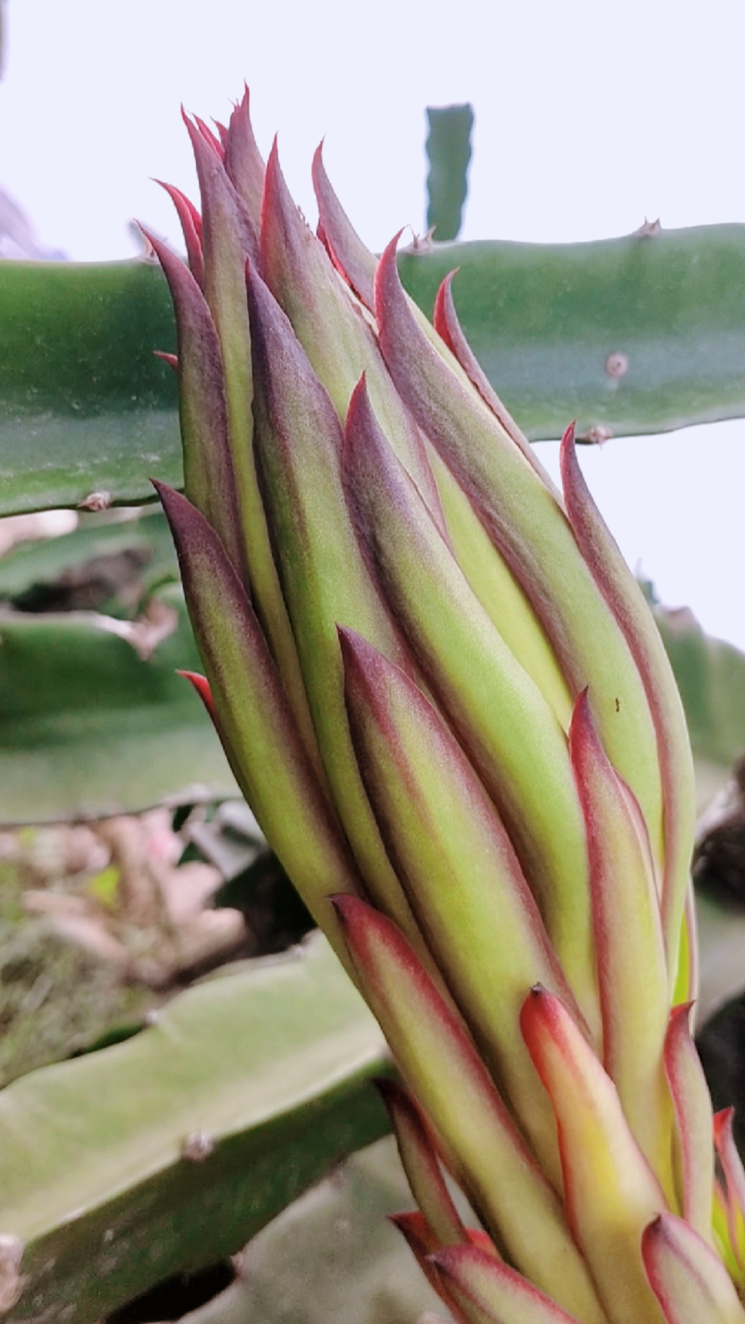 诗画方寸#火龙果的花蕾!