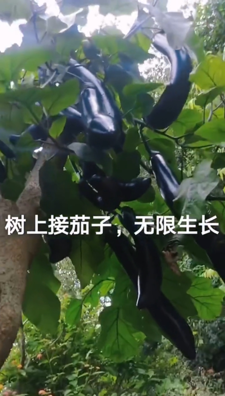 #我要上热门#树上嫁接的茄子产量不得了-度小视