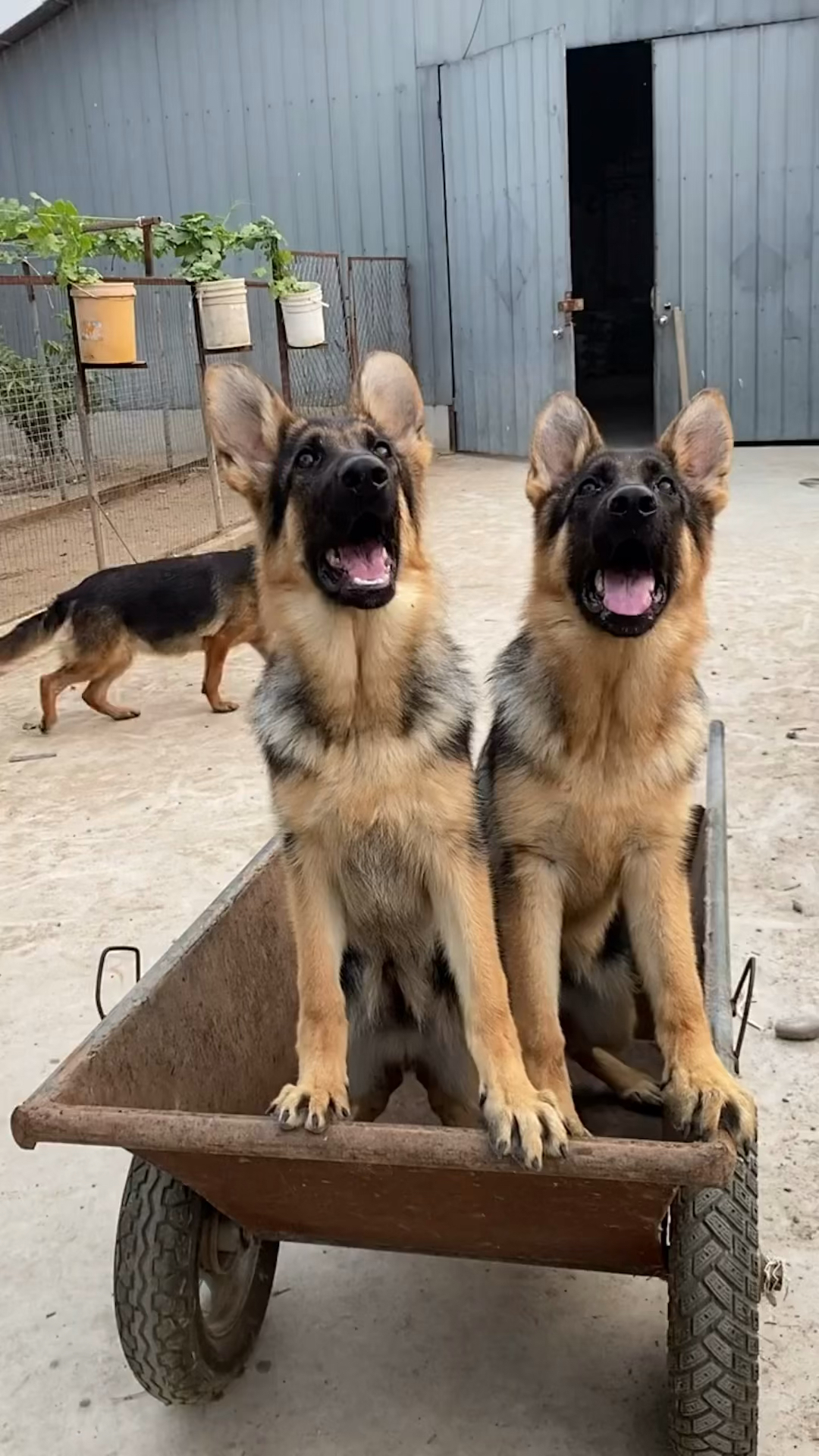 德国牧羊犬#纯种的赛系德国牧羊犬.