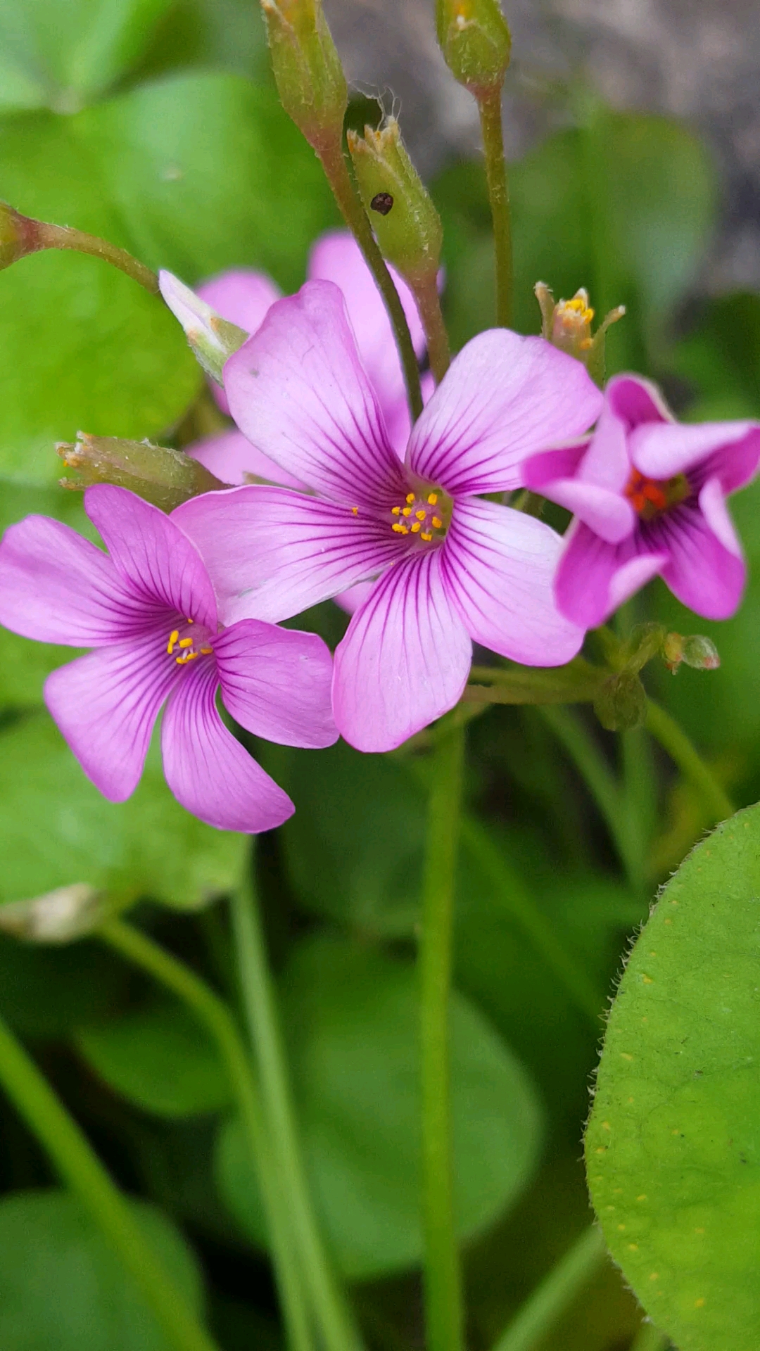 旅游进行时#酢浆草花真美极了