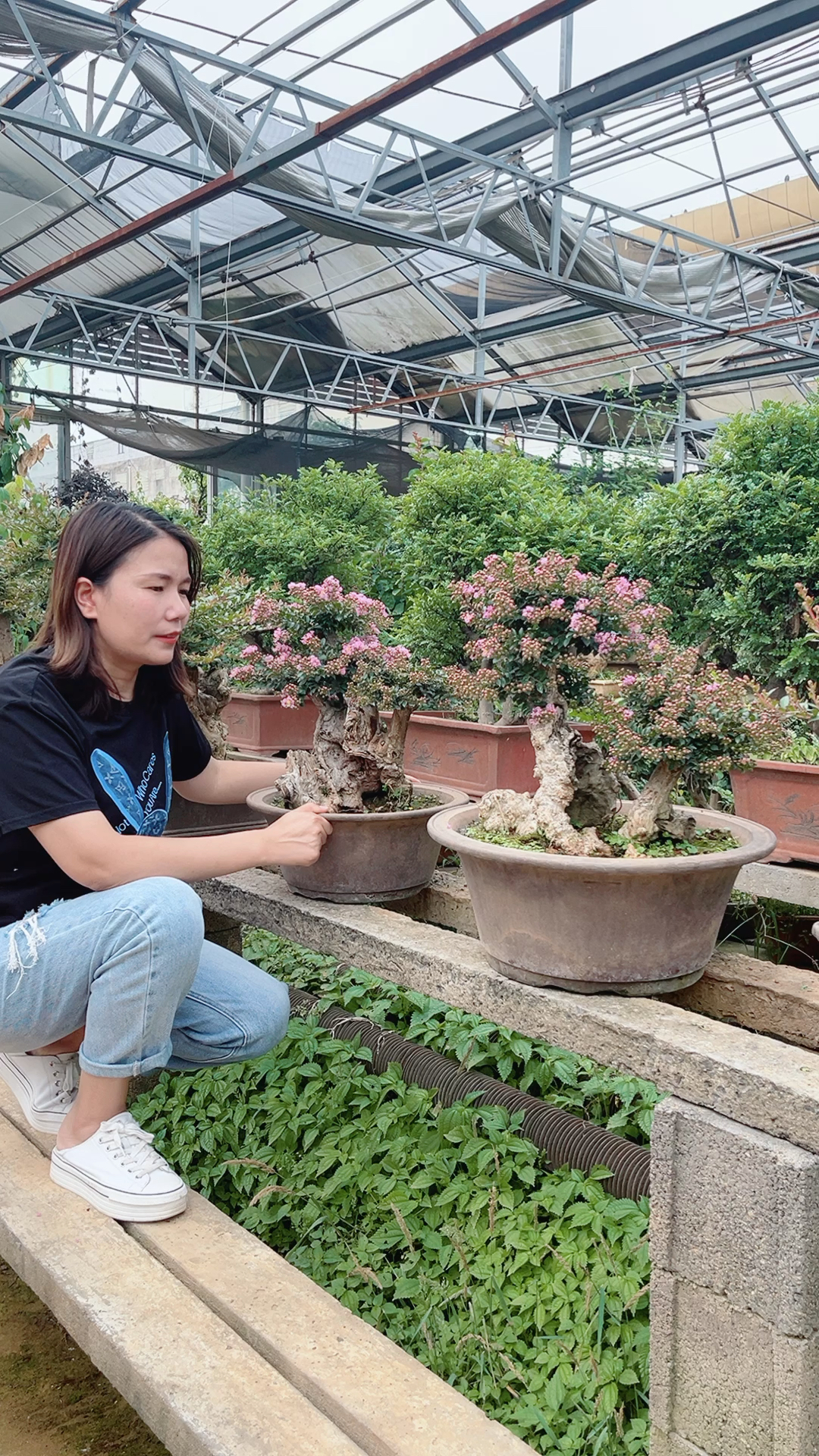 姬山楂盆景,现在是花期