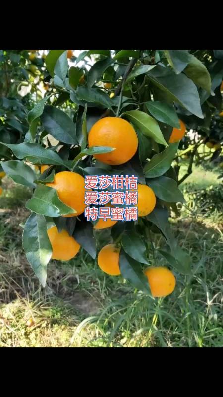柑橘皇后特早蜜橘#爱莎柑桔#爱莎杂柑苗#爱莎杂柑#爱莎柑桔苗#特早