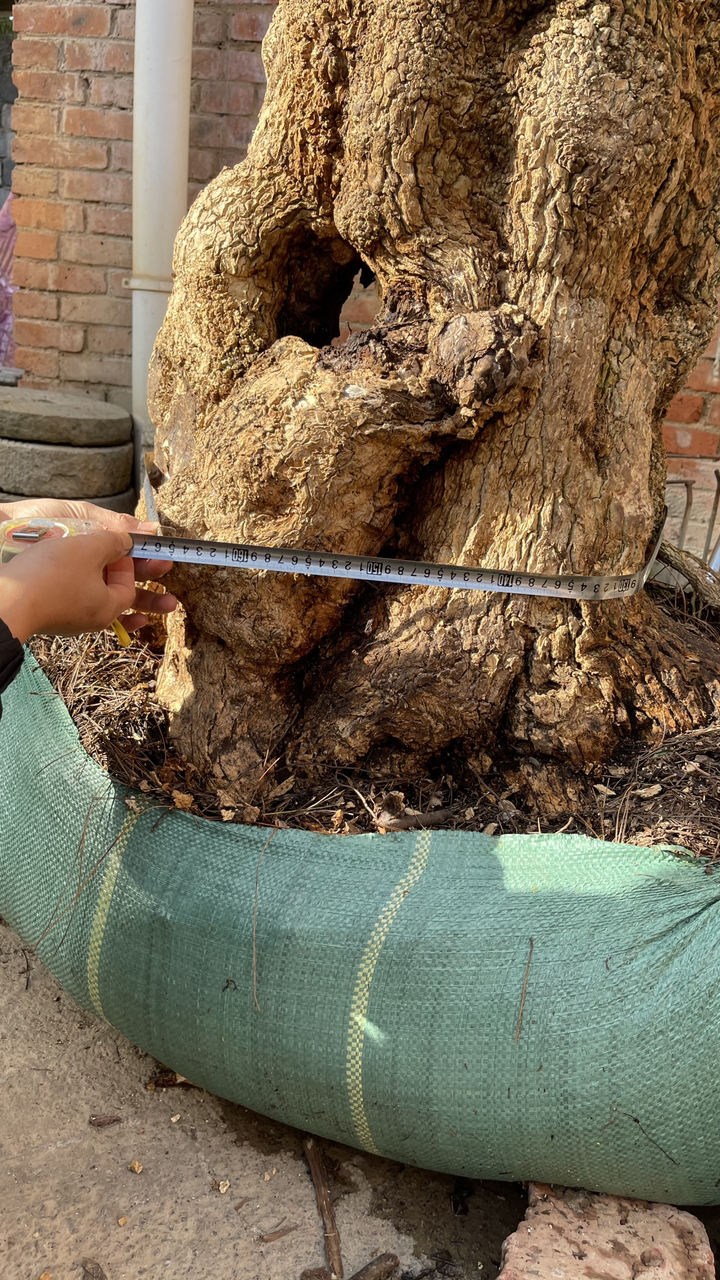 精品黄杨王喜欢分享转发