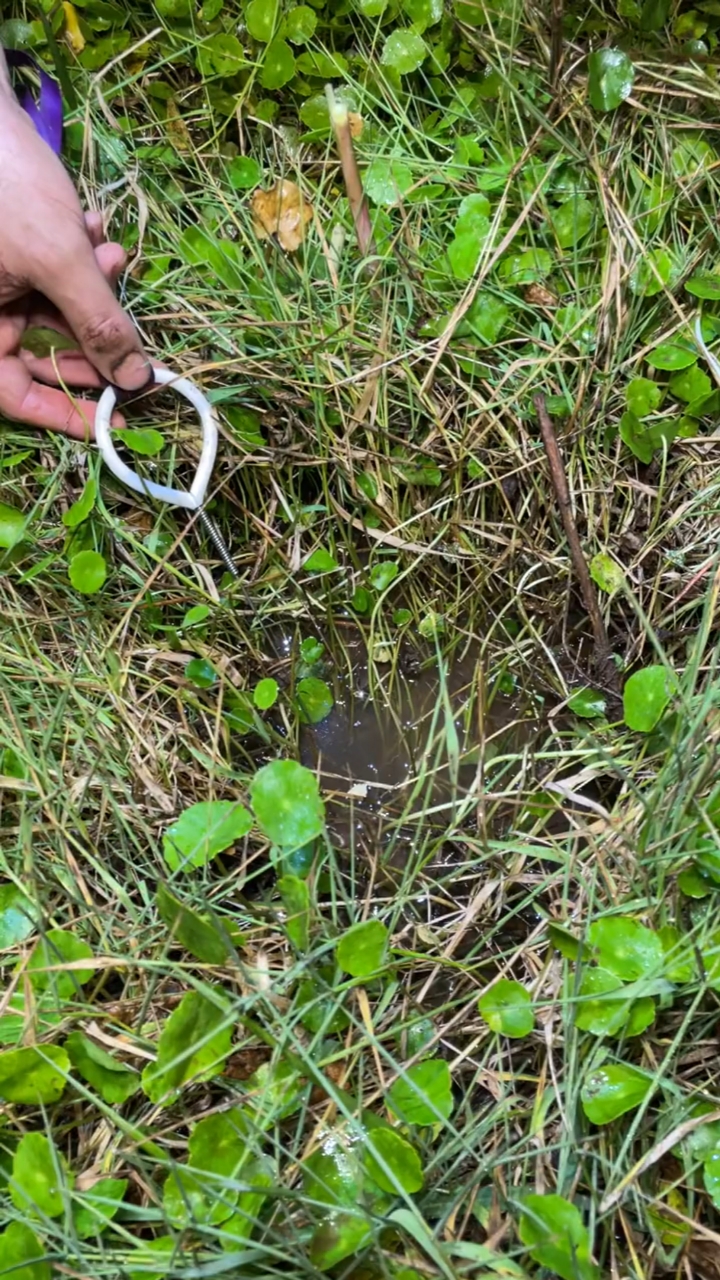 户外捕到超大黄鳝,你猜有多少斤?