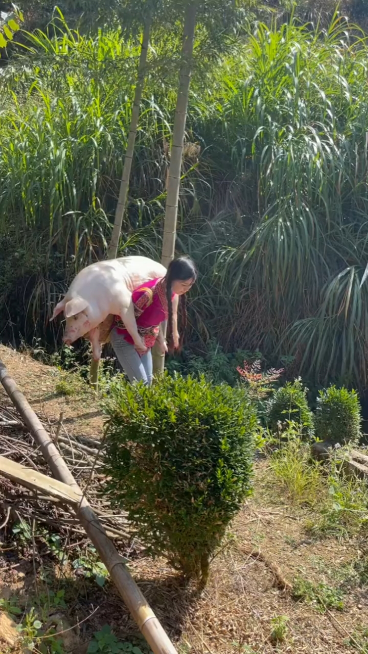 水族姑娘,没有文化只能背着猪去集市卖,真苦啊!