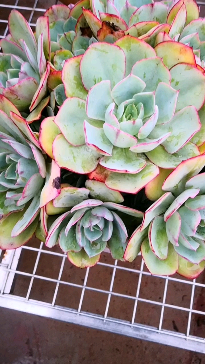 多肉植物#从冻伤到被虫咬,再到全是白粉病的白玫瑰,现在终于要逆狭怂
