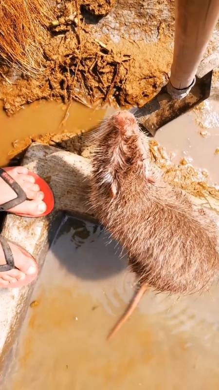 乡村生活#野外发现一只大老鼠,吓得我都不敢动-全民小视频