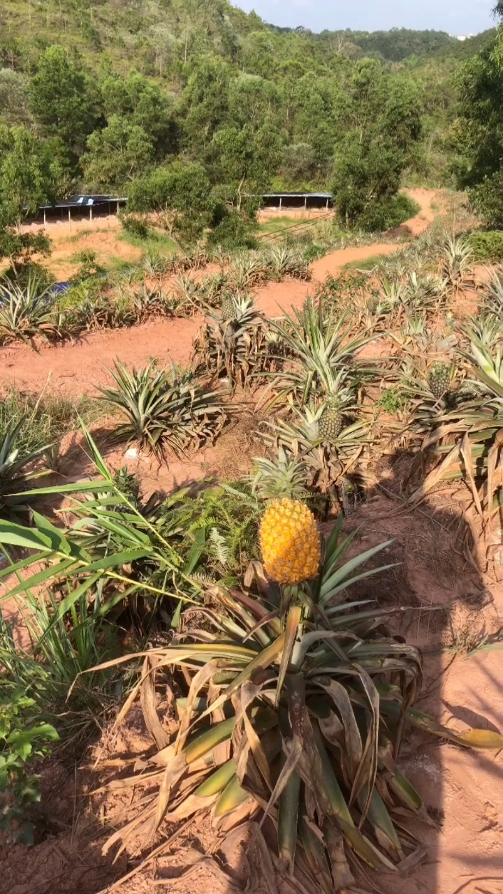 农村的菠萝,城市小伙伴没有看过菠萝的可以瞧瞧.小时候经常摘菠萝.