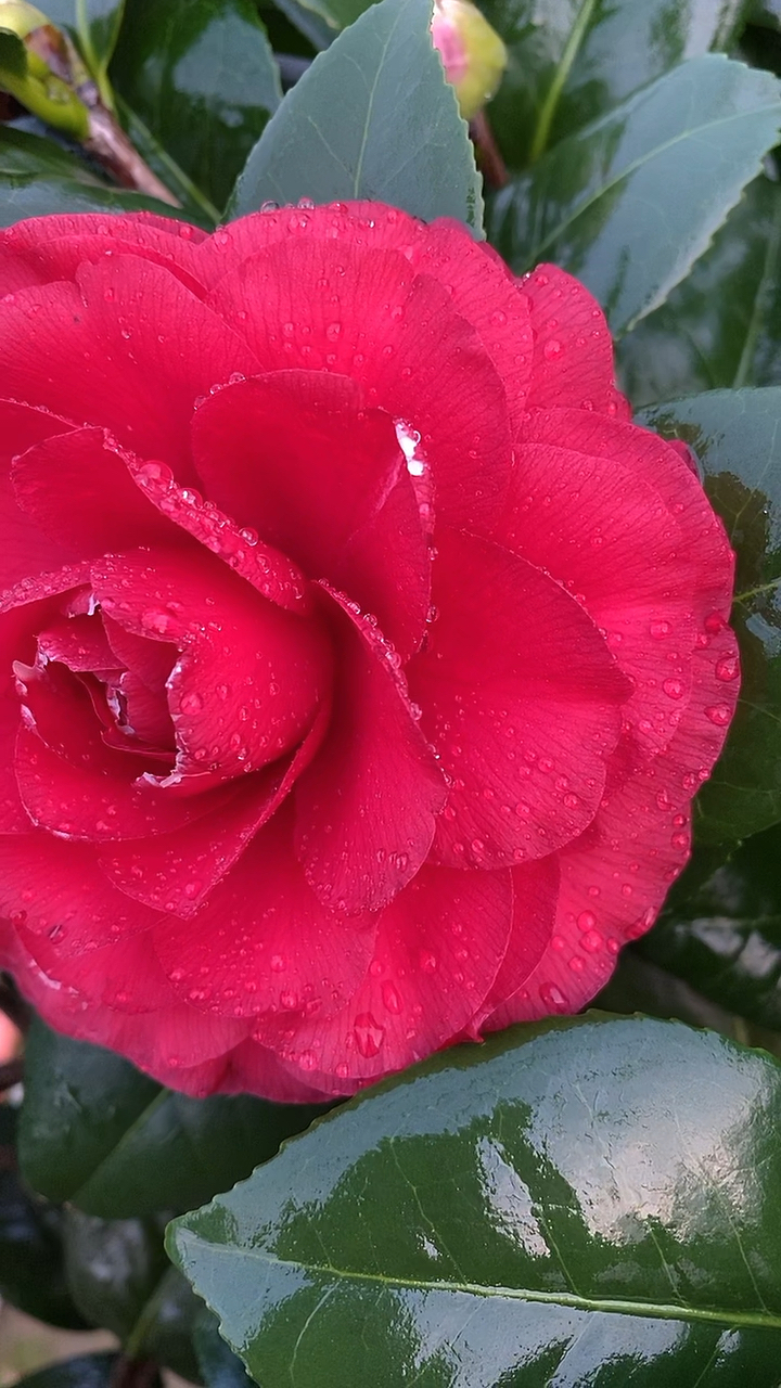 青叶贝拉大玫瑰茶花开品鉴赏!