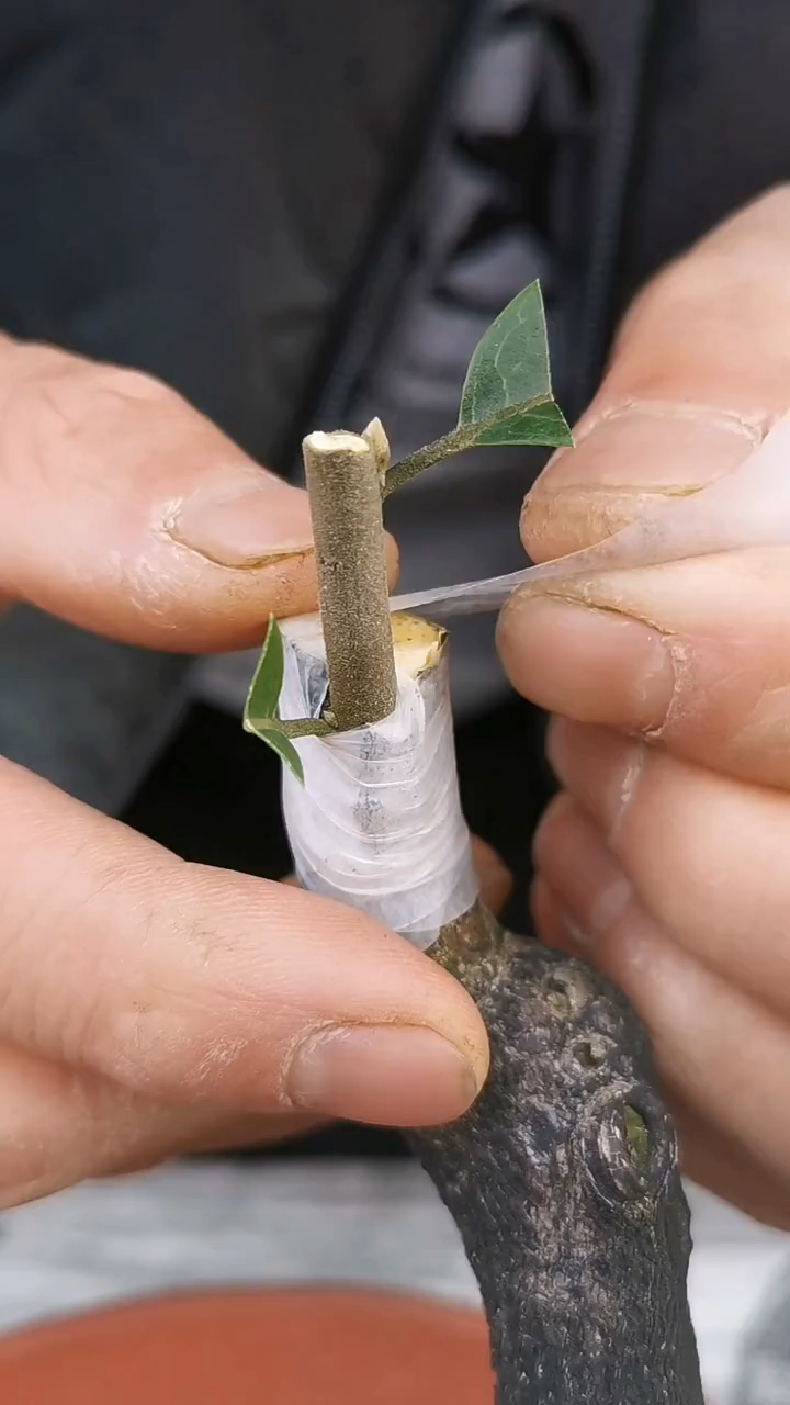 果树春天枝接法,适合大多数果树嫁接