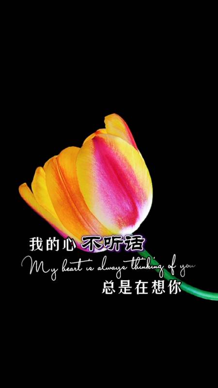 我的心不听话,总是在想你.