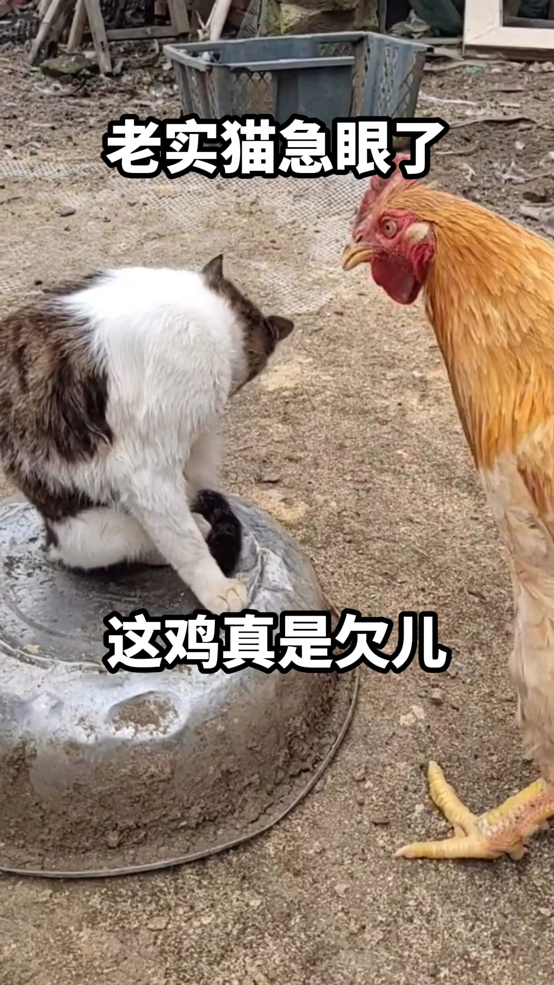 搞笑配音#老实猫急眼了,这鸡真是欠儿