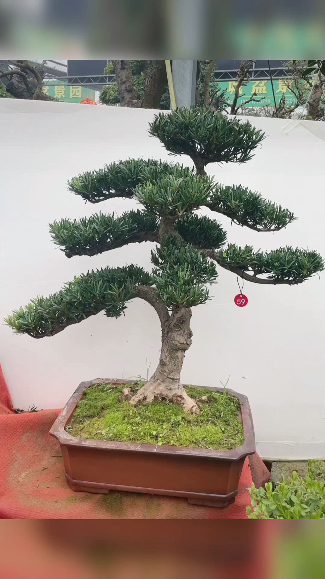 正宗南通原生雀舌罗汉松盆景-全民小视频