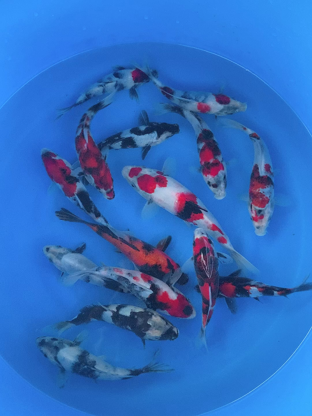 锦鲤20公分左右昭和白写锦鲤