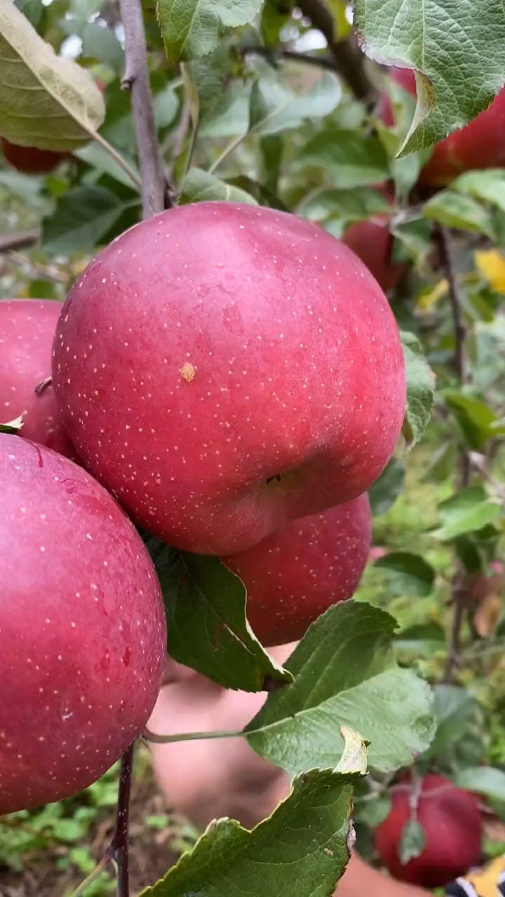 这是大凉山今年新鲜成熟的高原苹果,不用再去吃去年库存的苹果
